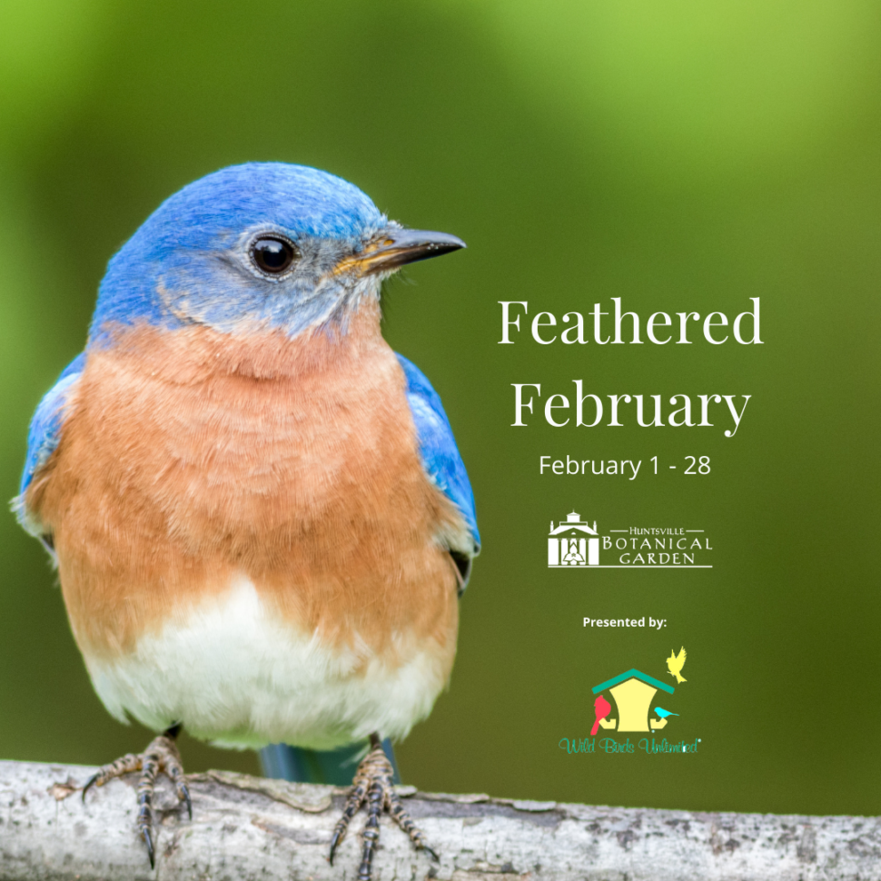Feathered February web banner 1140x470 Instagram Post 2