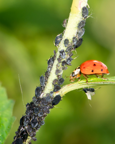 Ladybug eating aphids as a means of biological pest control