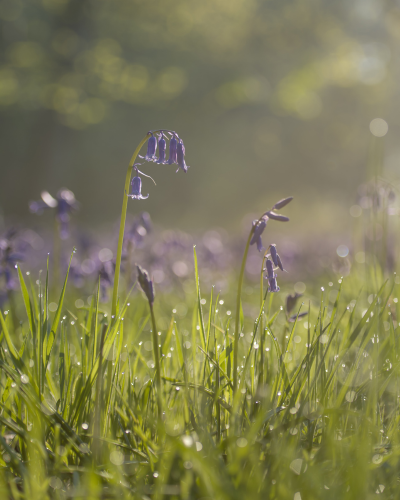 Dewy bluebells in a meadow