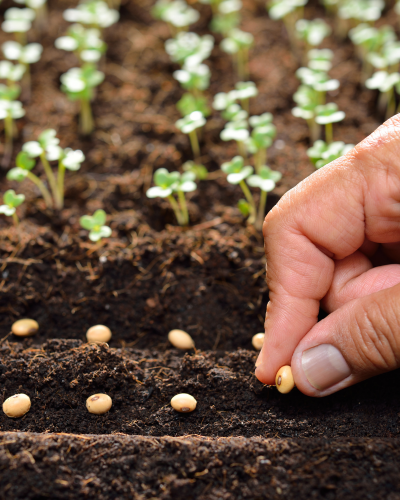Hand plants a seed with seedlings growing the background